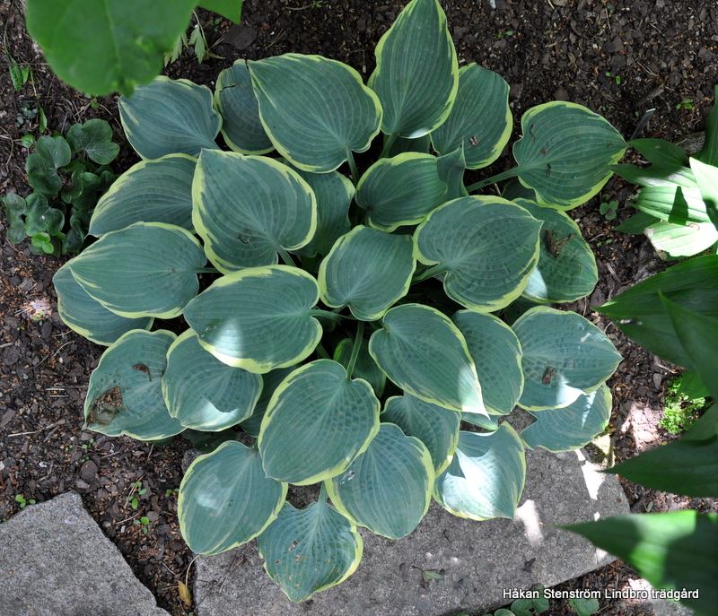 Hosta 'Frosted Dimples'